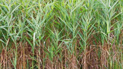 Saltmarsh cordgrass closeup with green leaves