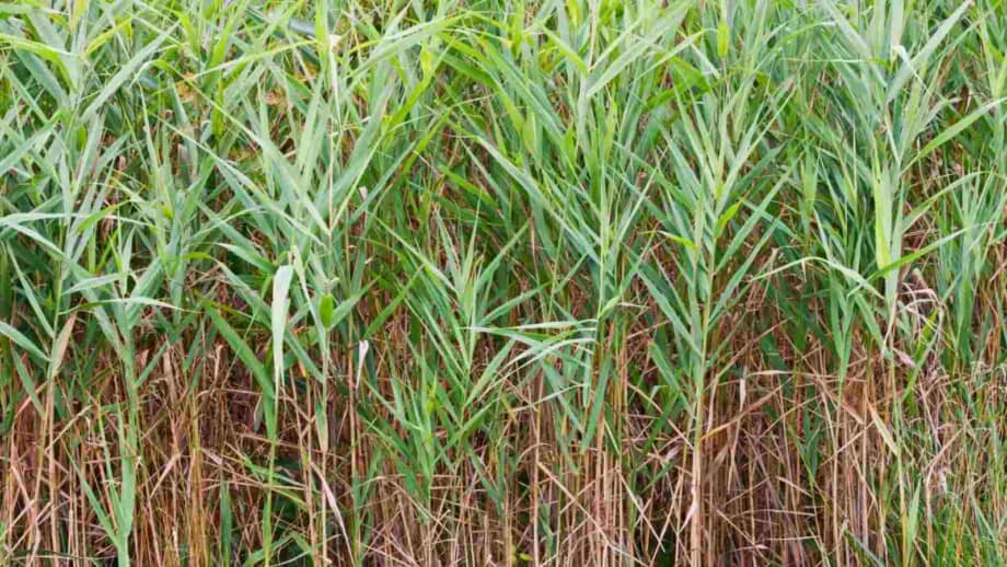Saltmarsh cordgrass closeup with green leaves
