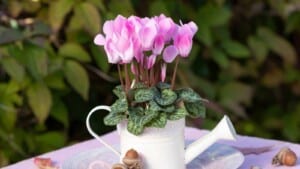 Cyclamen in a brown pot in the windowsill