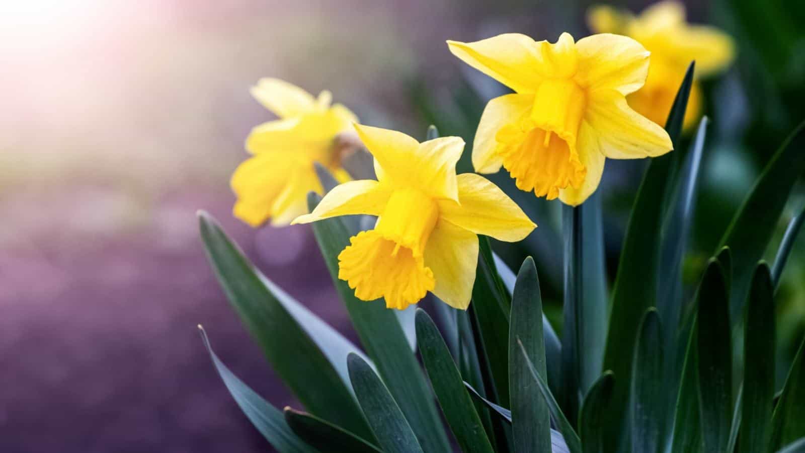 Daffodil yellow flowers