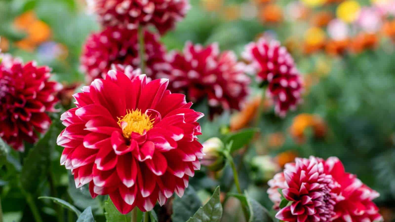 Garden with red Dahlia flowers