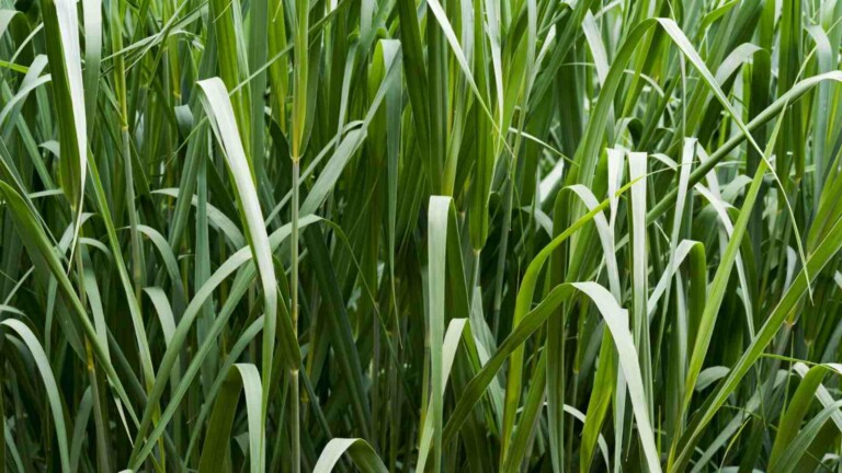 How to Plant, Grow, and Care for Switchgrass - Complete Guide