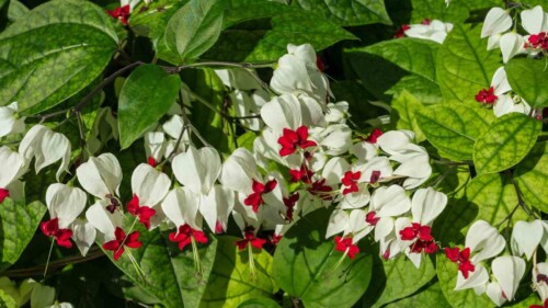Exotic Flowers: A Visual Guide to The Most Beautiful Varieties
