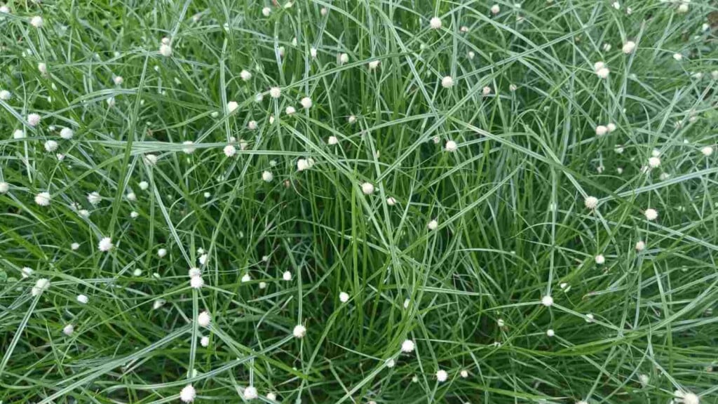 Closeup view of fiber optic grass