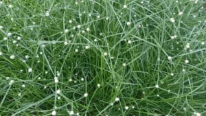 Closeup view of fiber optic grass