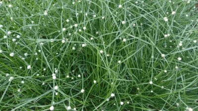 Closeup view of fiber optic grass