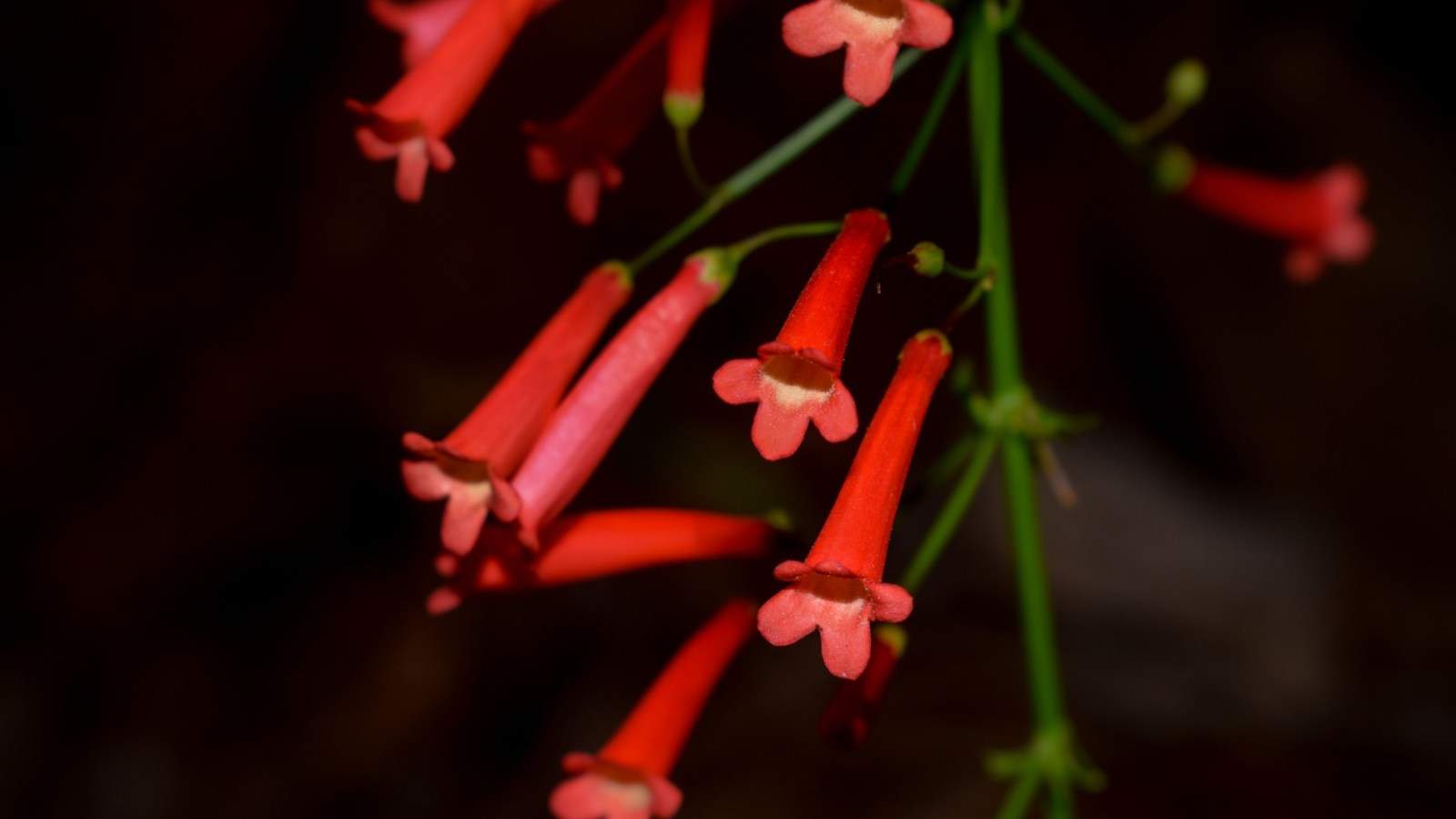 Closeup on the red flowers of Firecracker plant