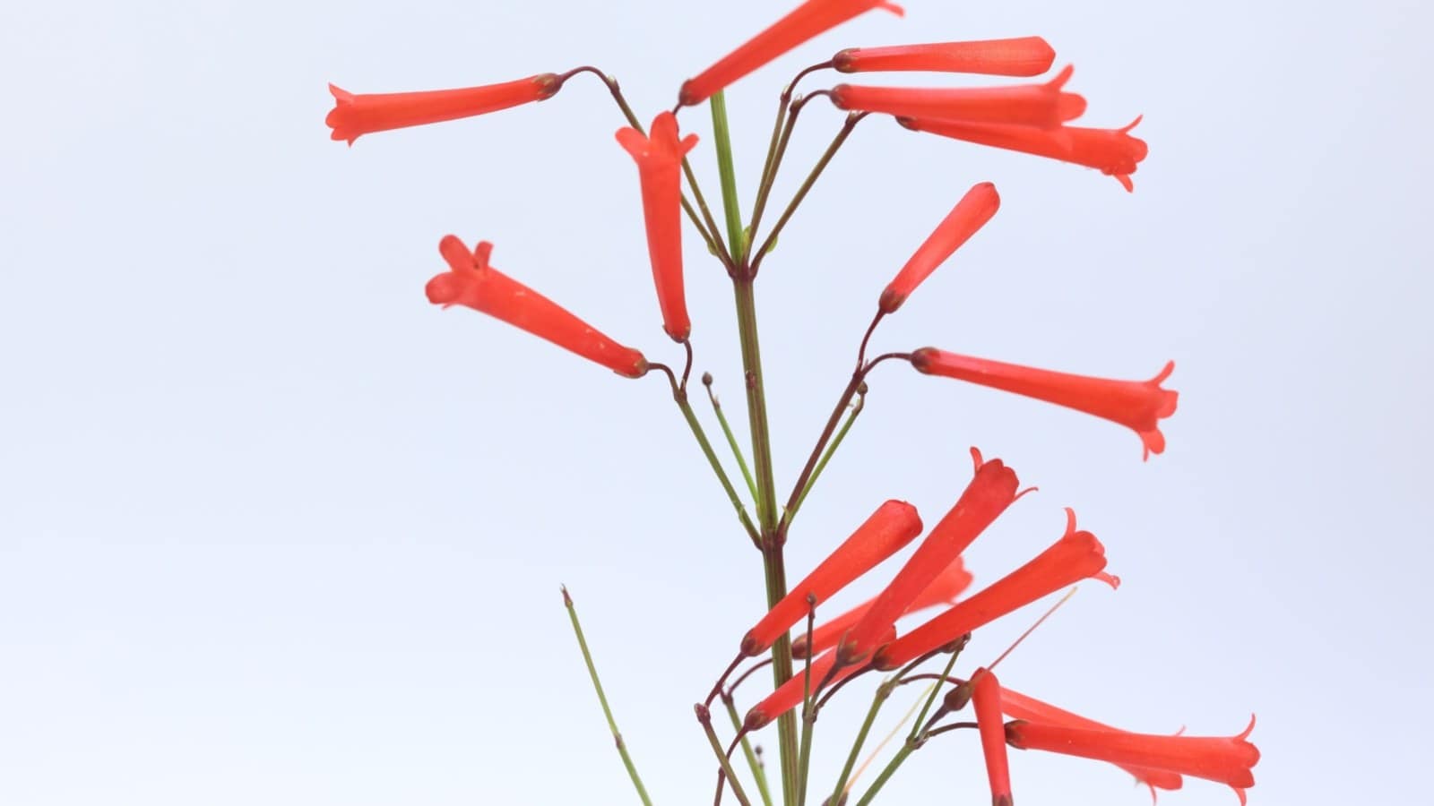 Focus shot on the red flowers of Firecracker plant against the sky