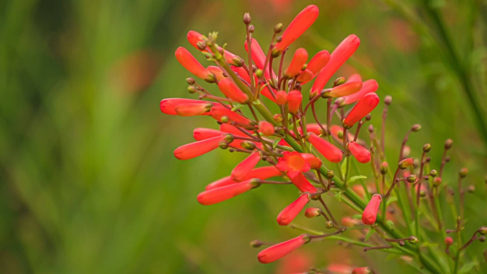 Selective focus of the red flowers of firecracker plant with green background