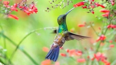 Hummingbird feeding on the red flower of a Firecracker Plant