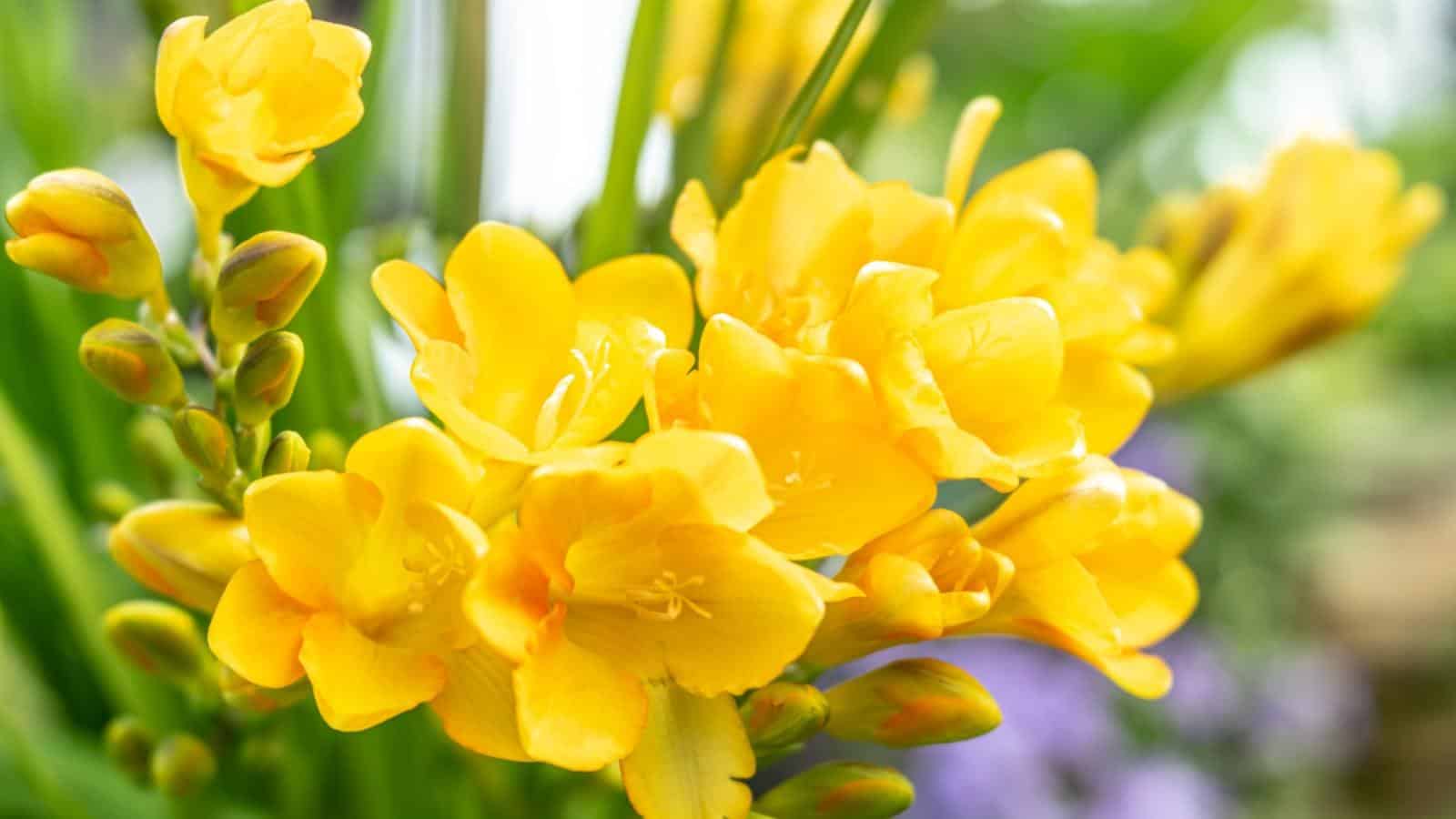 Yellow Freesia flowers in the garden