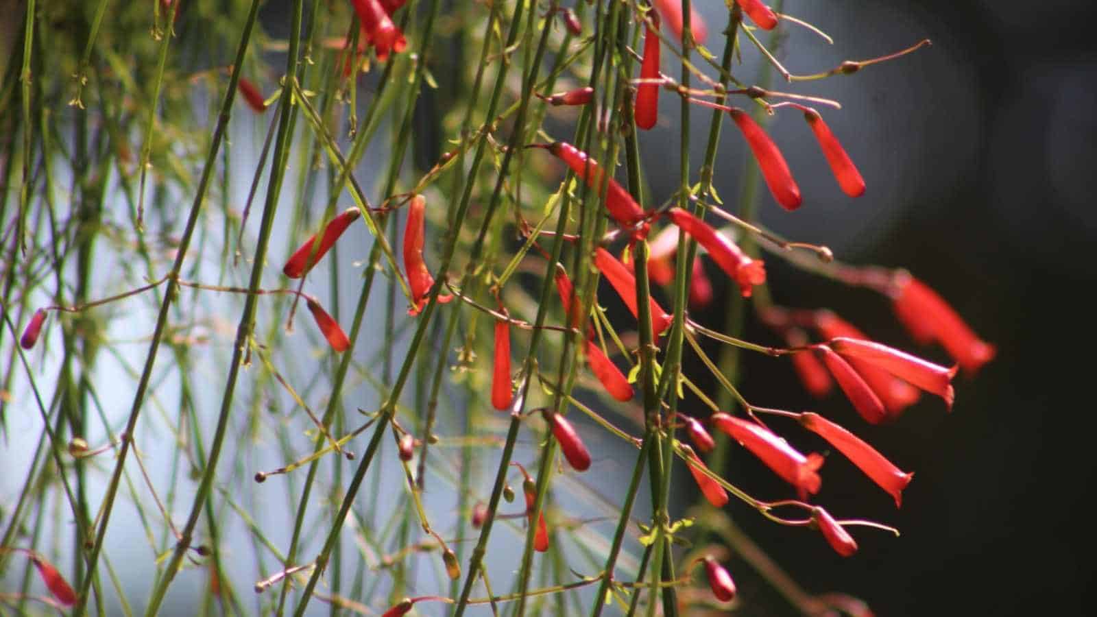 Selective focus of Firecracker plant in the garden