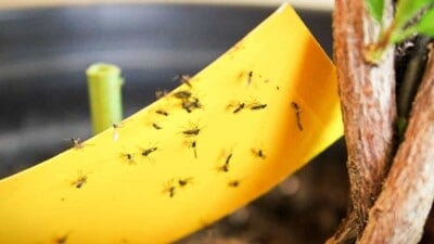 Gnats trapped in a sticky paper