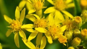Closeup on the yellow flowers of Goldenrod