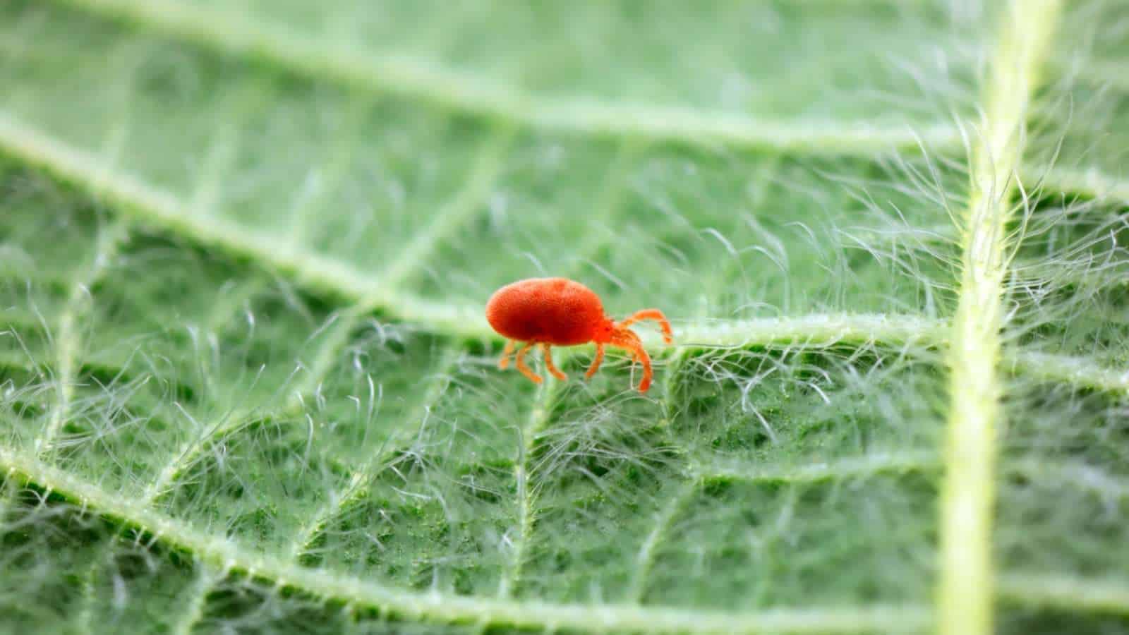Red spider mite on a green leaf