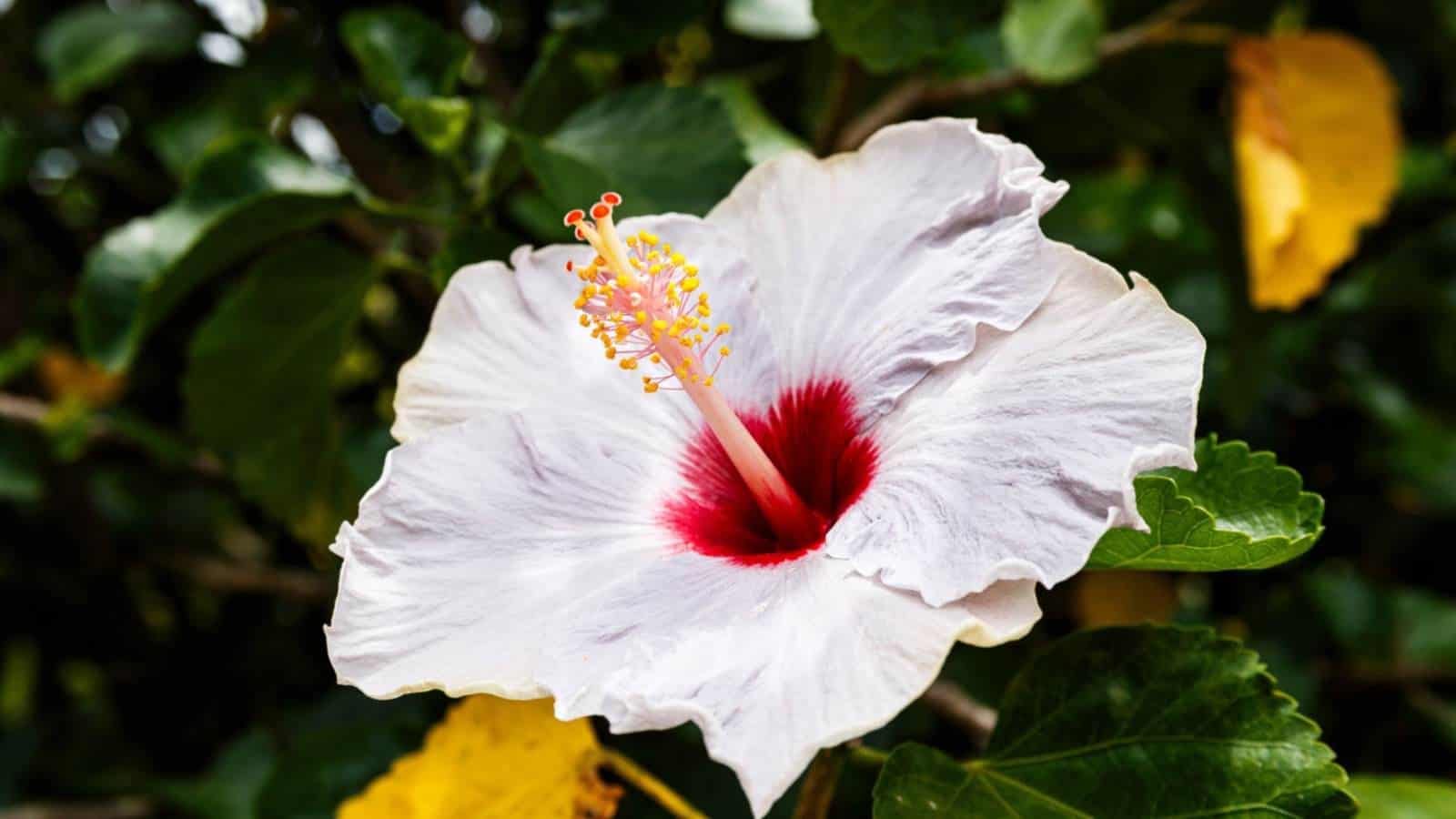White Hibiscus flower