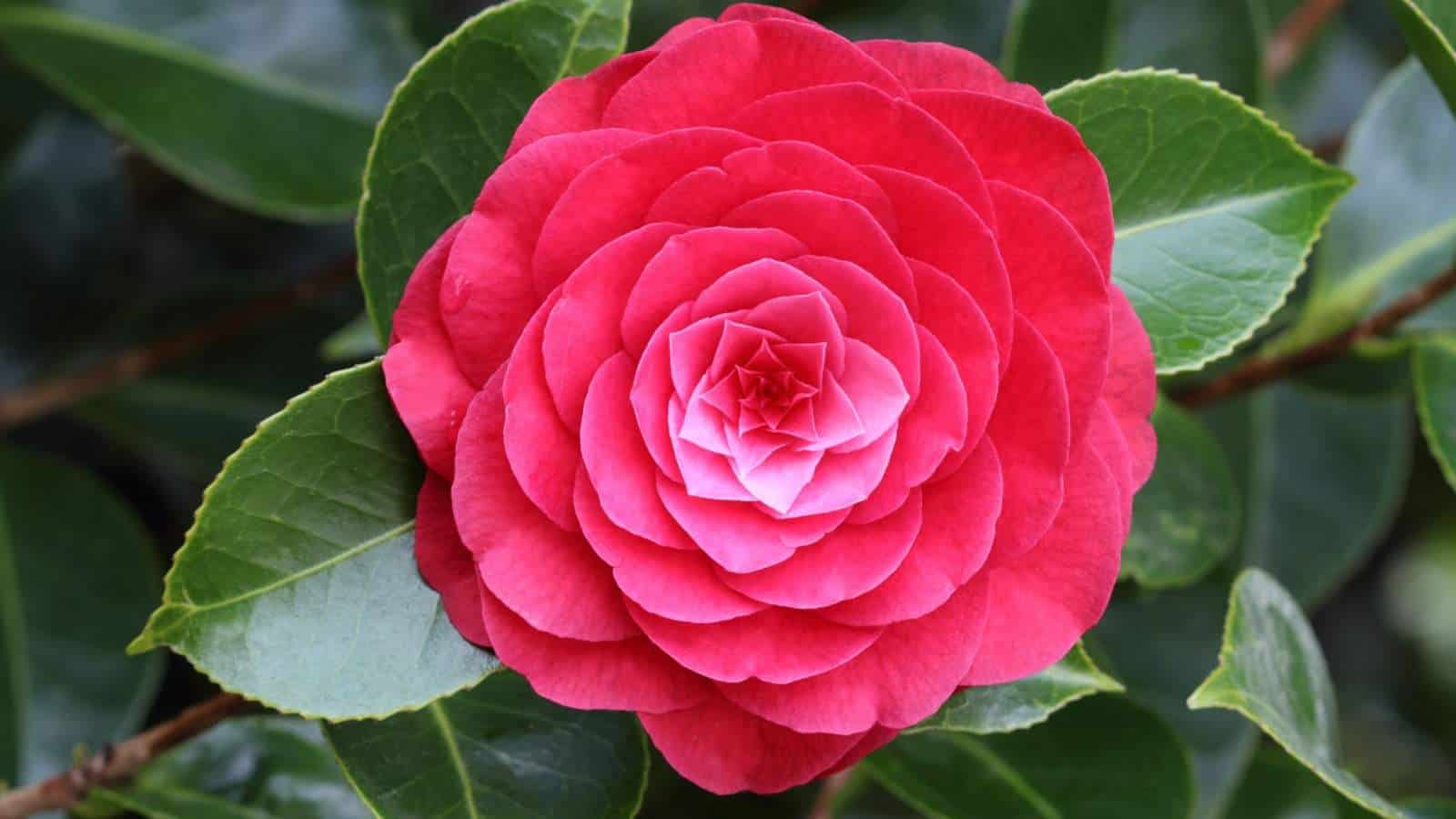 Pink Hydrangea flower with green leaves