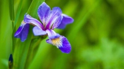 Selective focus on an iris flower with green background
