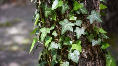 Closeup on the green leaves of an Ivy plant on a tree