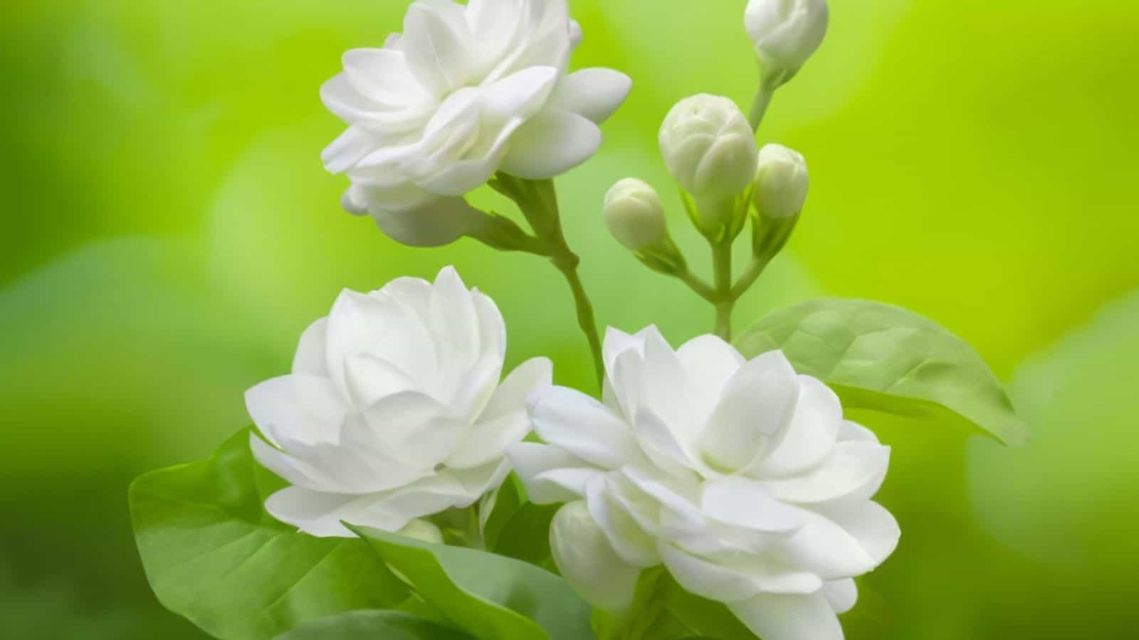 Selective focus of white Jasmine flowers with green background
