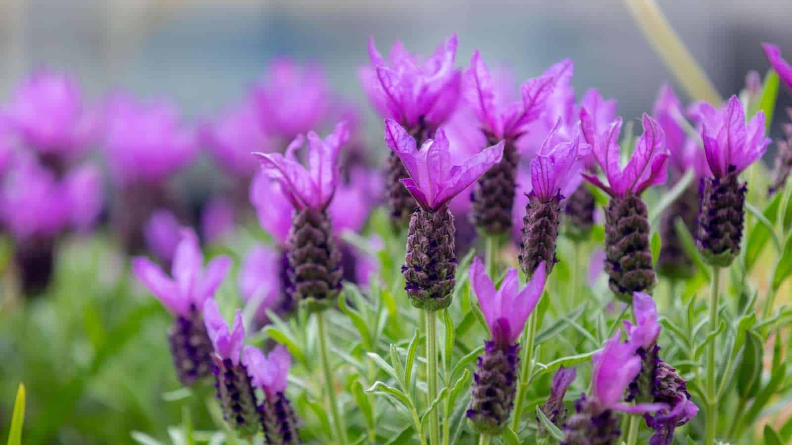 Selective focus of purple Lavender flowers