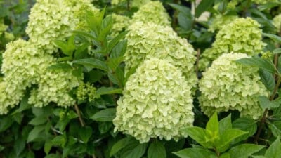 Blooming limelight hydrangea
