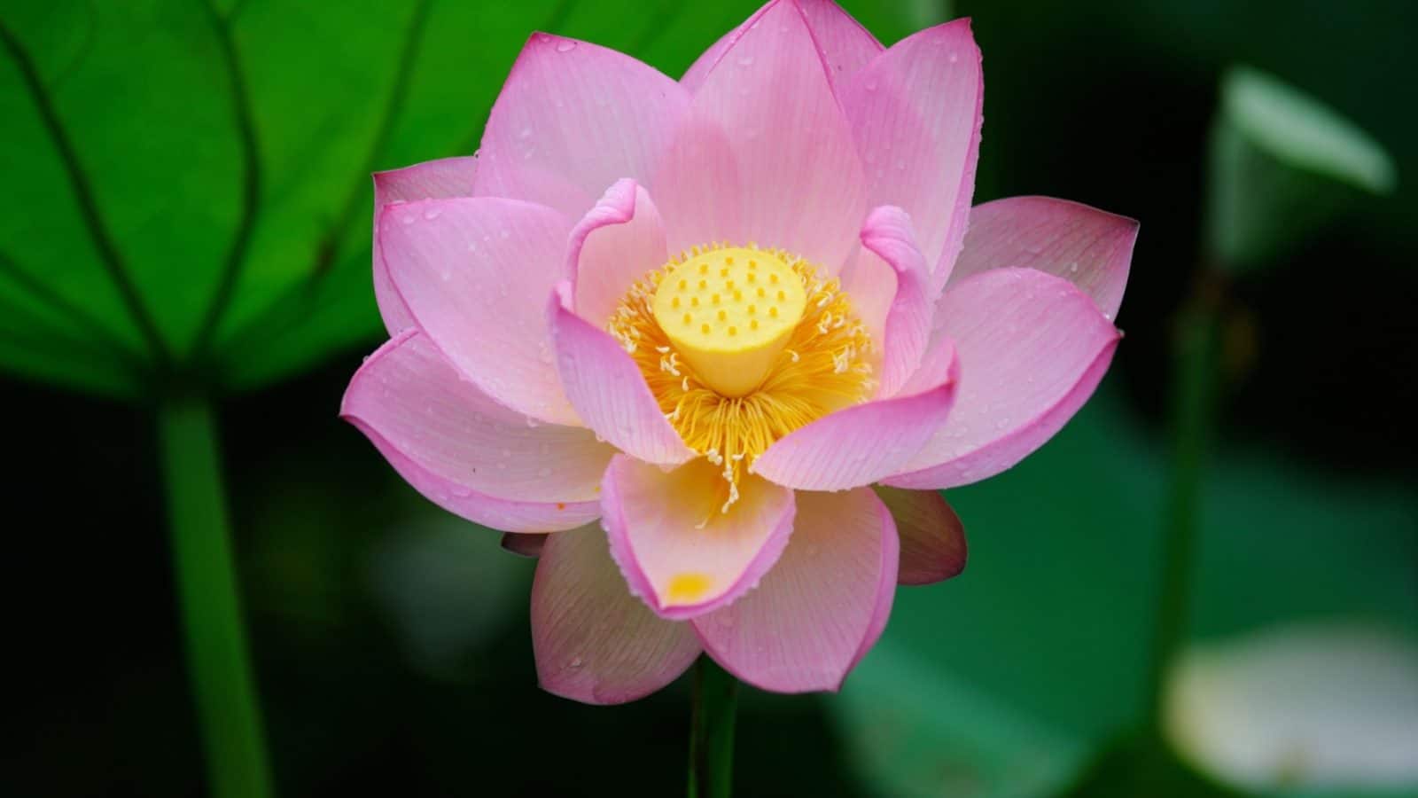 Blooming pink Lotus flower
