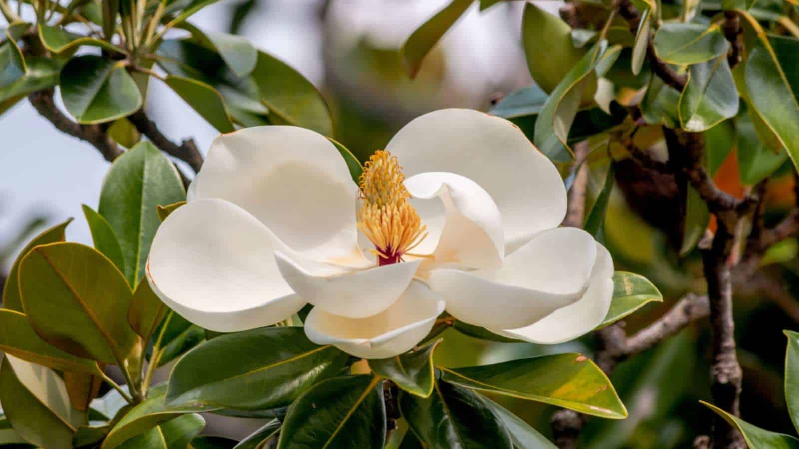 White Magnolia flower with green leaves