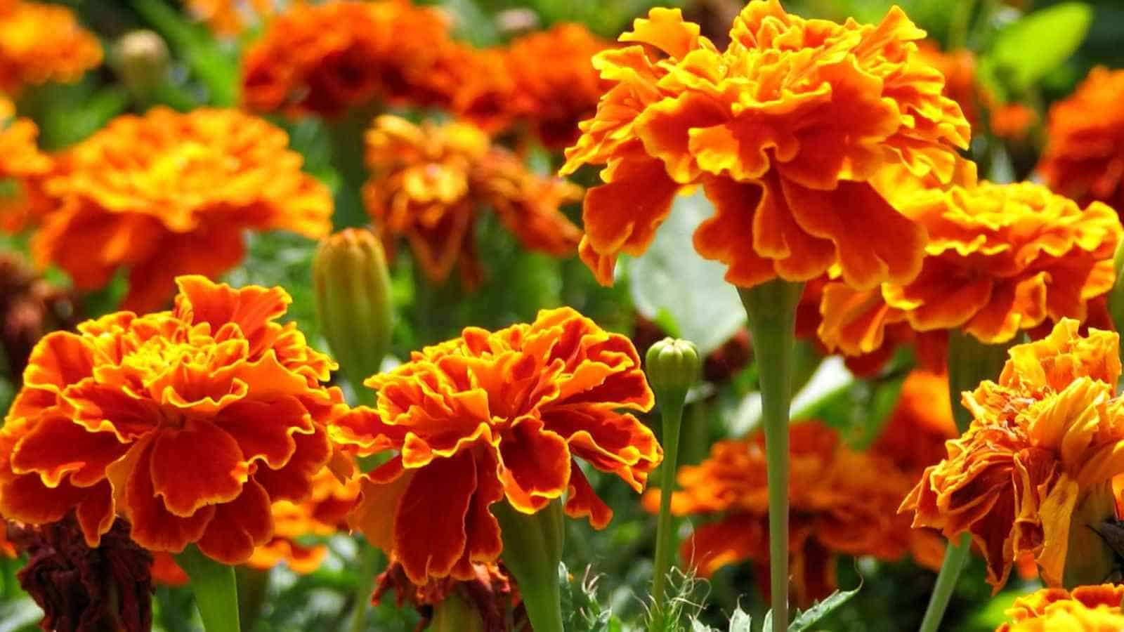 Field of orange Marigold flowers