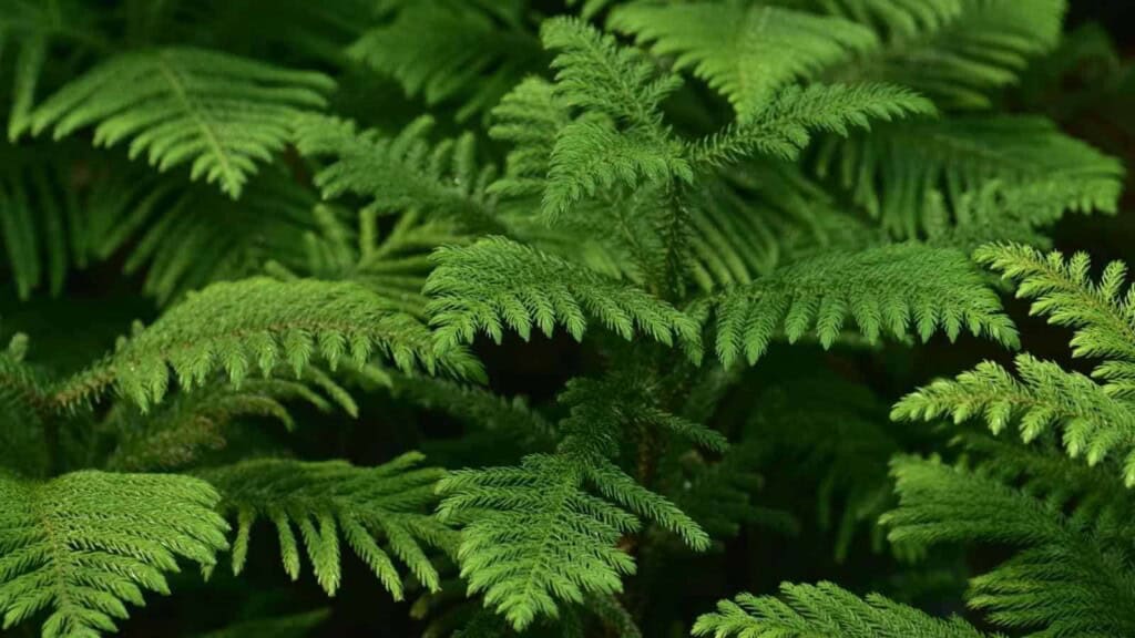 Closeup shot on the green leaves of Norfolk Pine