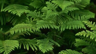 Closeup shot on the green leaves of Norfolk Pine