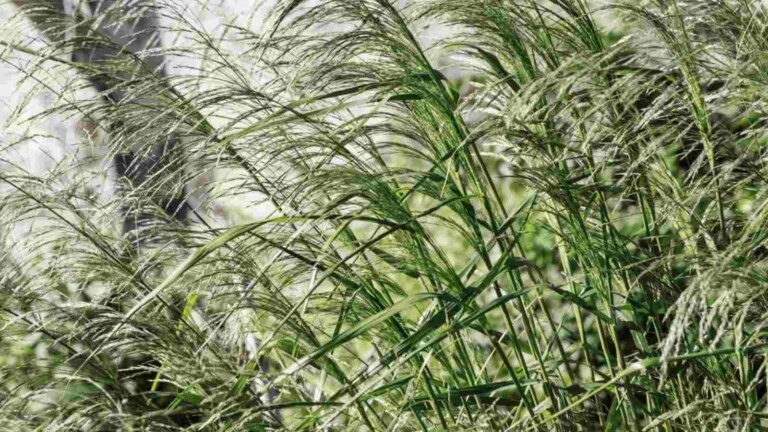 How to Plant, Grow, and Care for Switchgrass - Complete Guide