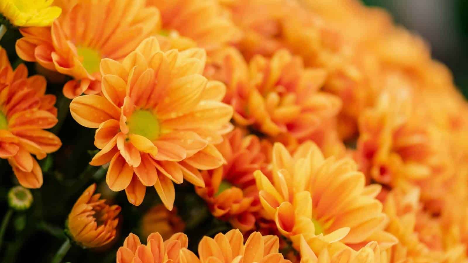 The Most Beautiful Orange Flowers For Your Garden Visual Guide The Most Beautiful Orange Flowers For Your Garden Visual Guide