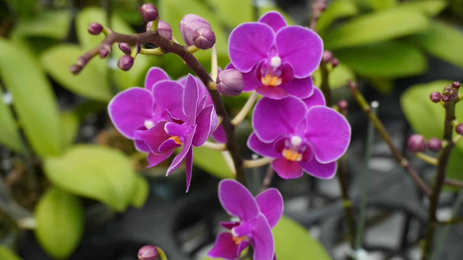 Selective focus of purple Orchid flowers