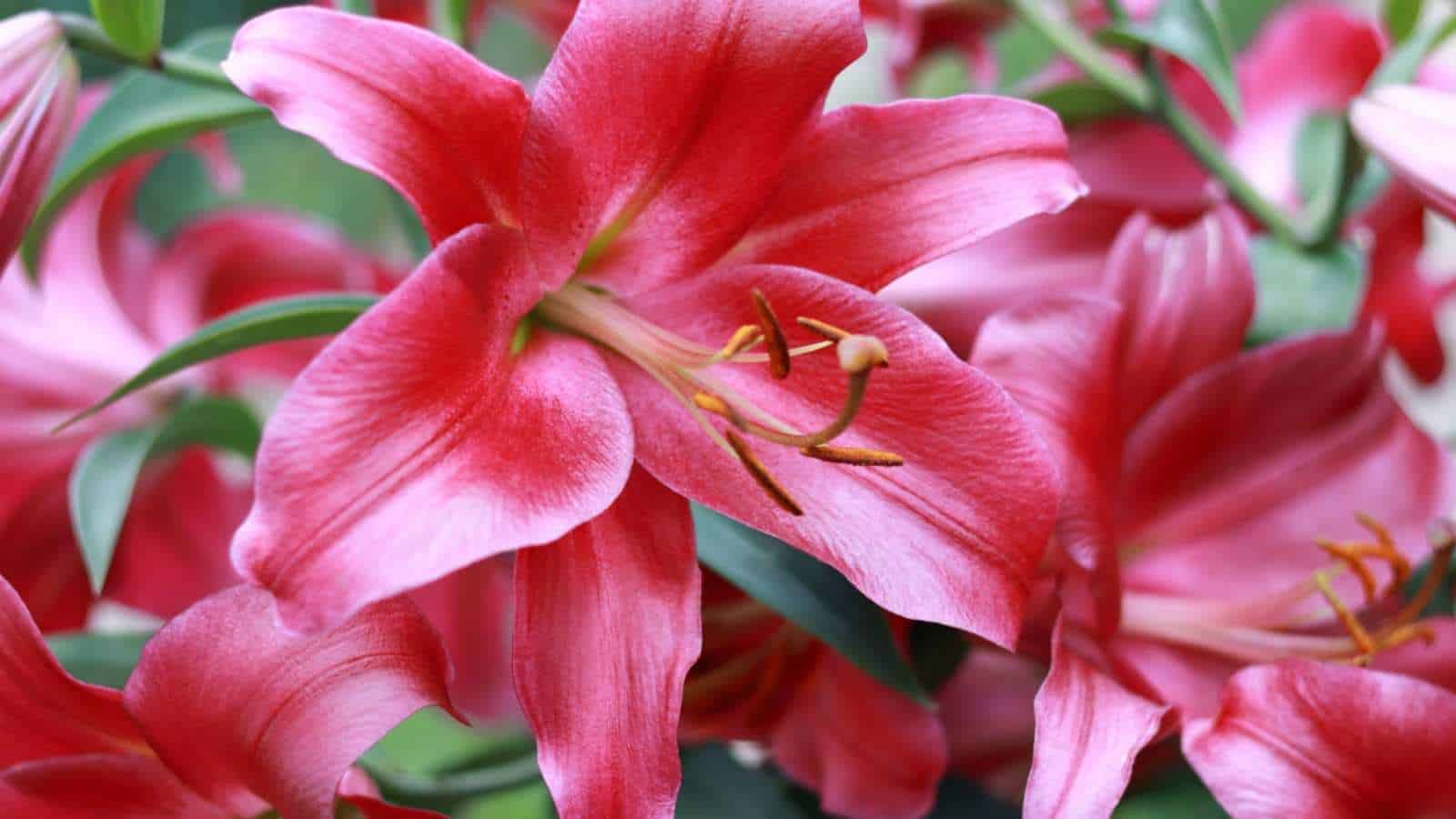Pink lily flowers