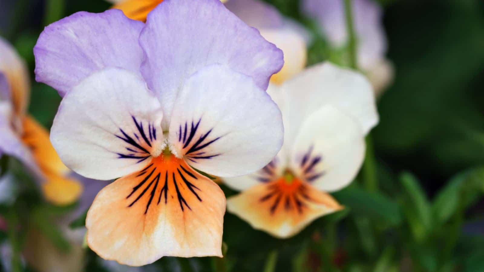 Tricolored Pansy flowers with orange, white, and purple shades