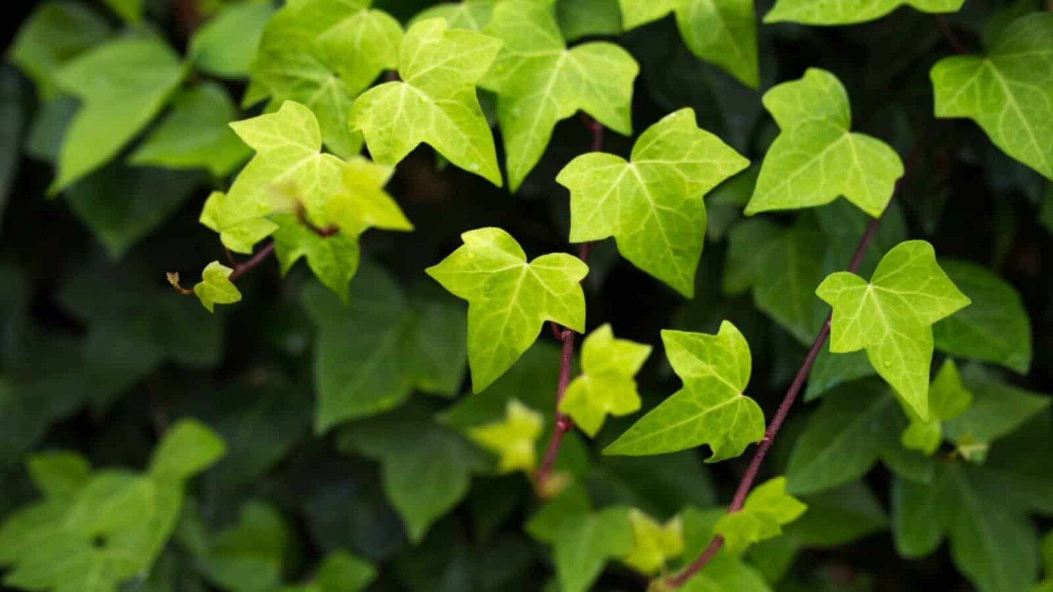 How to Plant Grow and Care for Ivy Plant (Hedera genus)