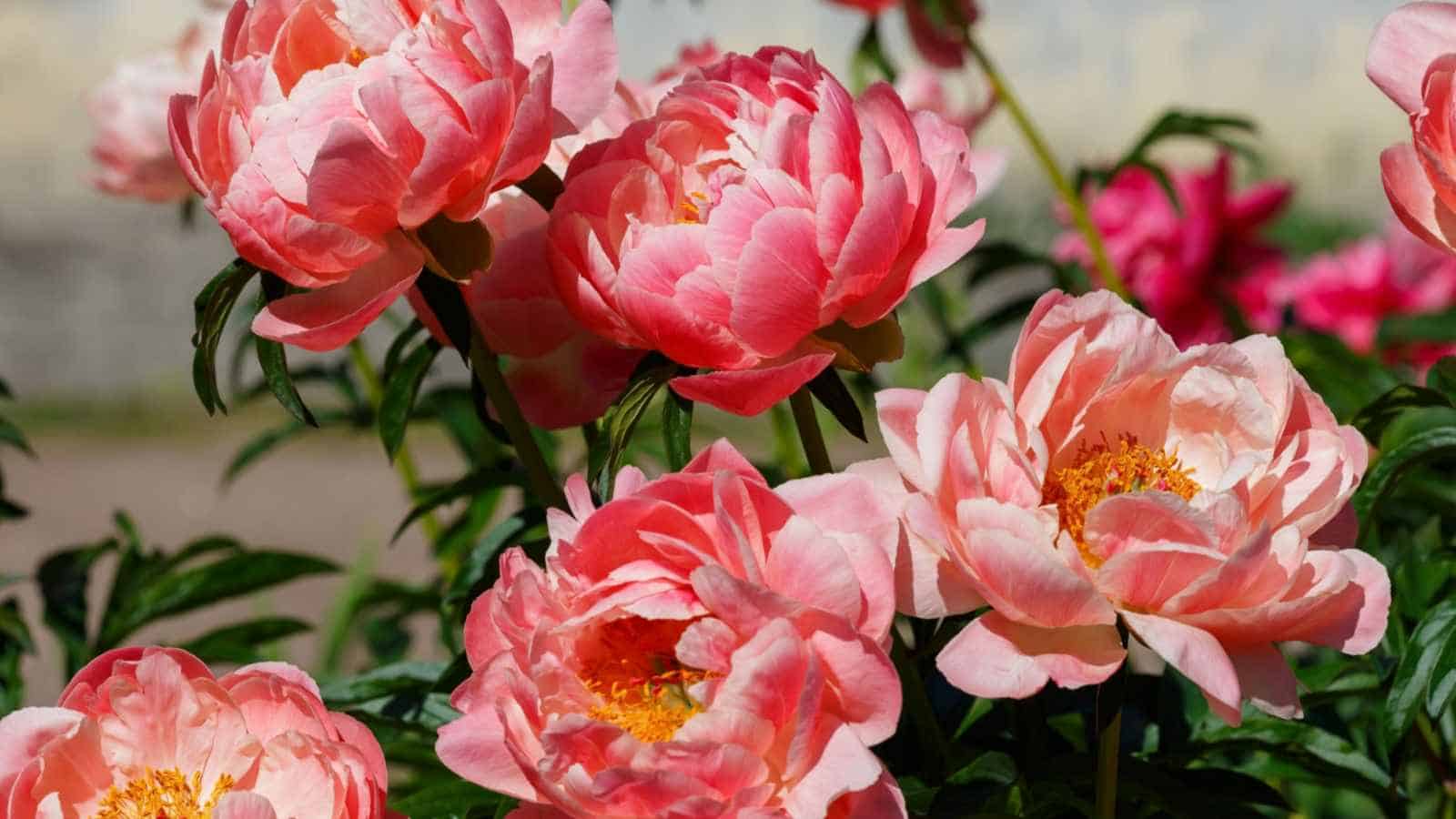 Pink Peony flowers in the garden