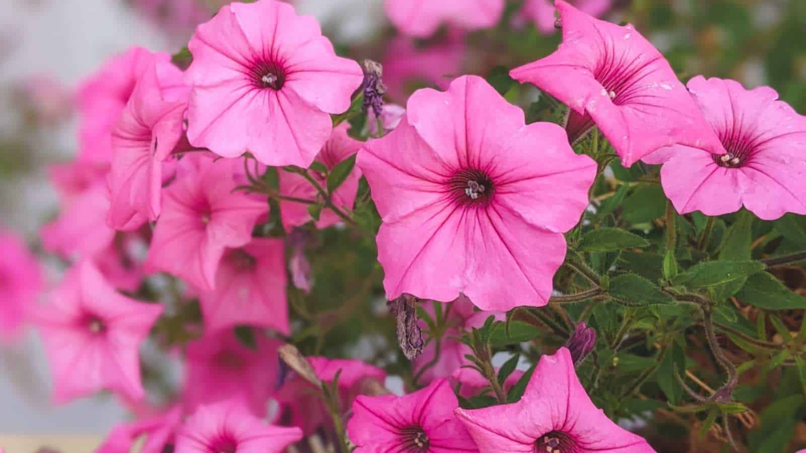 Pink Petunia flowers with green leaves in the garden