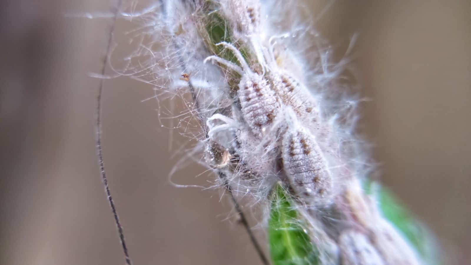 Mealybugs on a plant