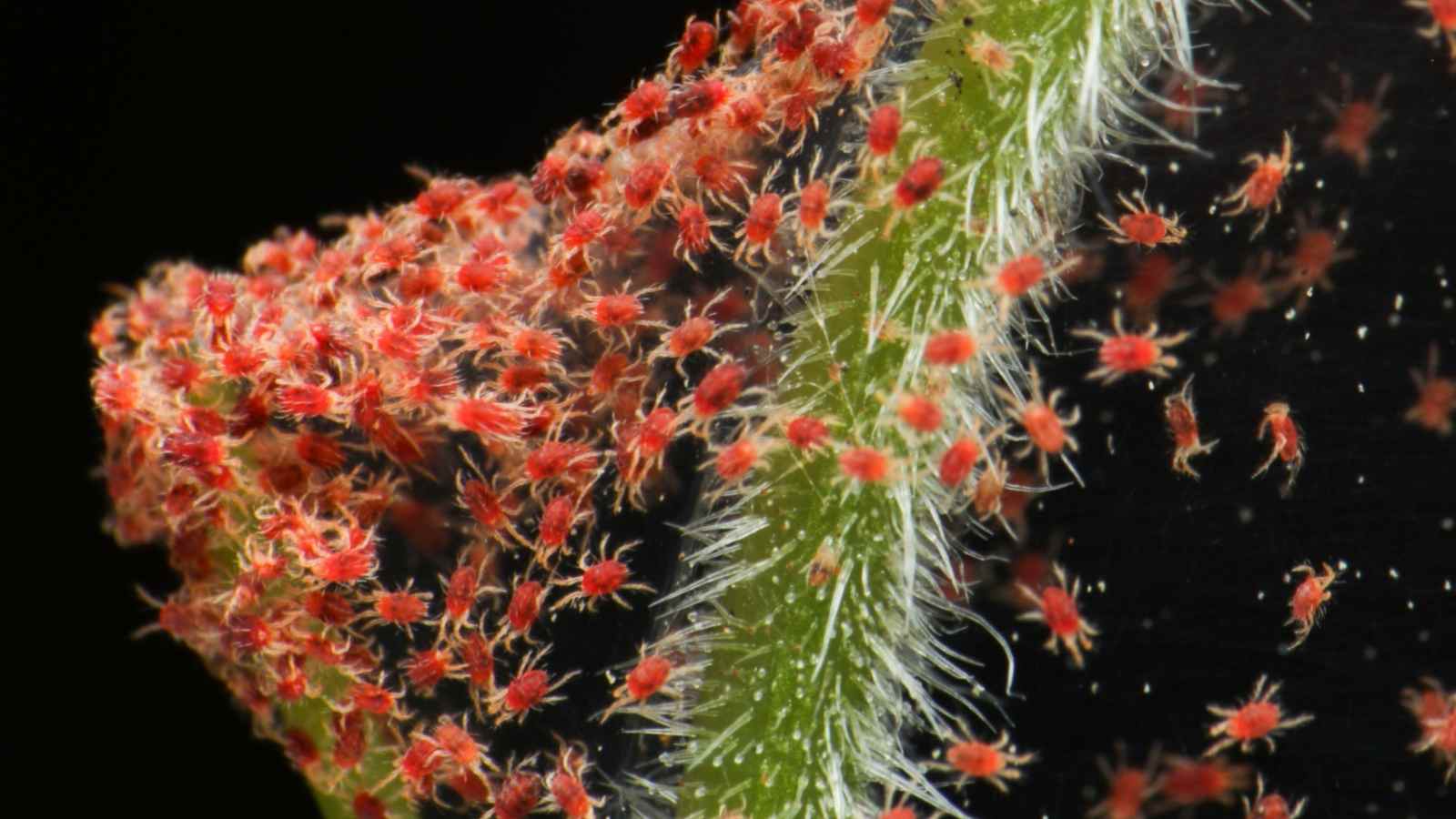 Spider mites on a plant