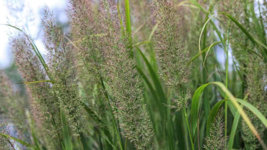 How to Plant, Grow and Care for Reed Grass - Complete Guide