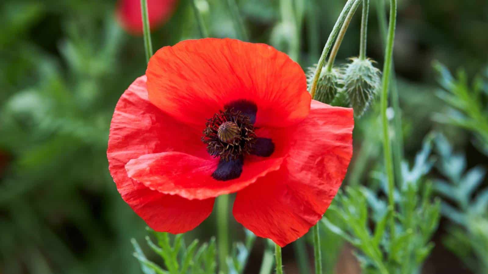Blooming red Poppy flower