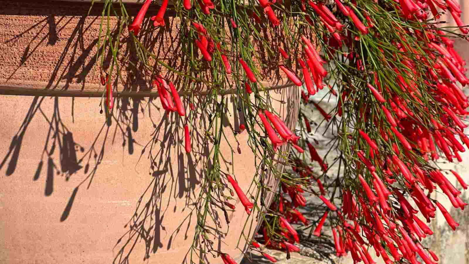 Firecracker plant on a terracotta pot
