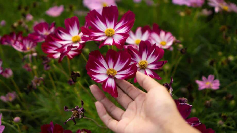 Hand holding pretty flowers in a field