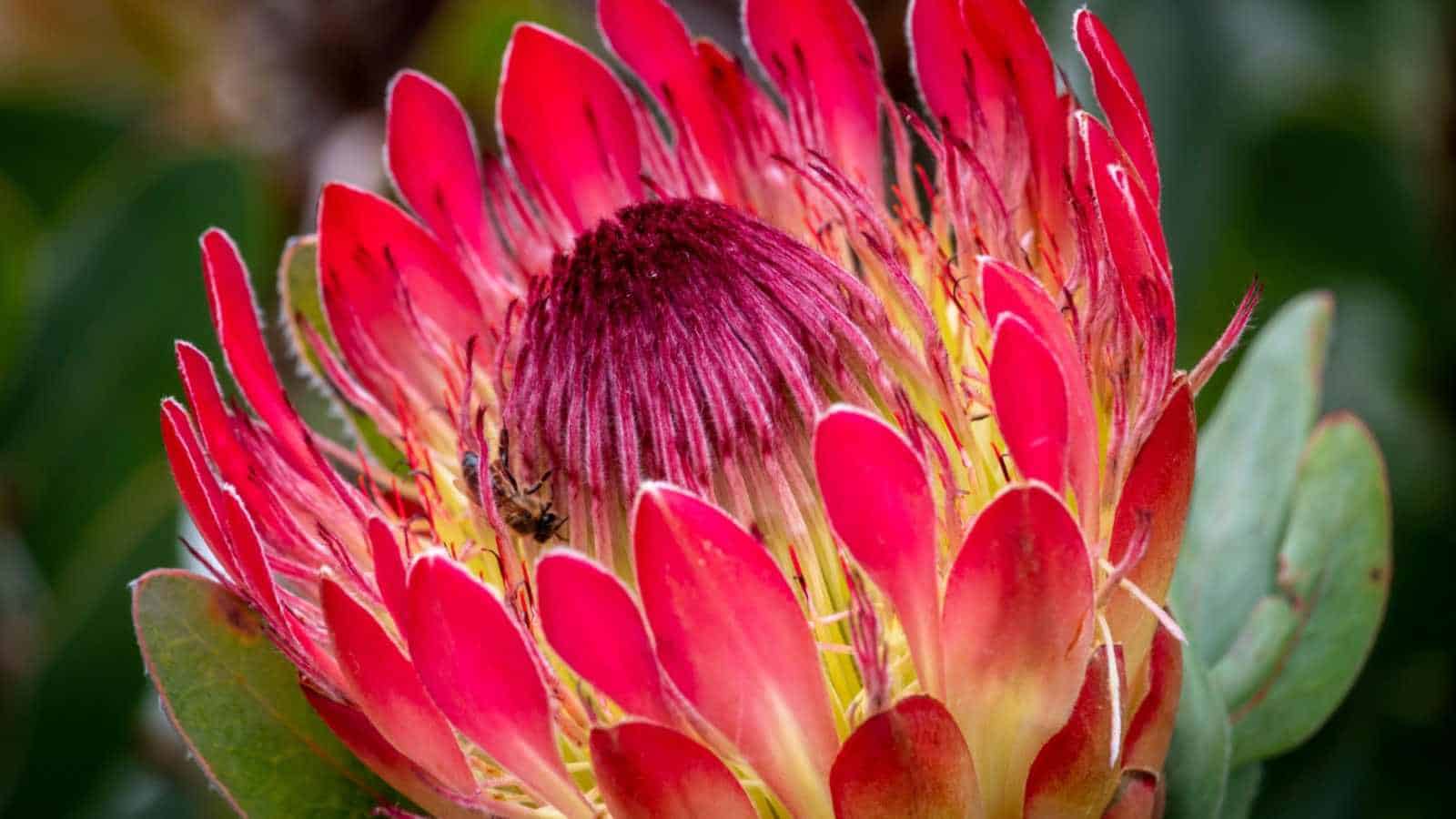 Red protea flower closeup shot