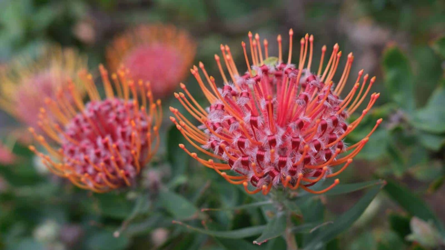 Flowos Visual Guide Exotic Flowers: A Visual Guide to The Most Beautiful Varieties