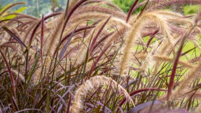 Closeup view of a purple fountain grass