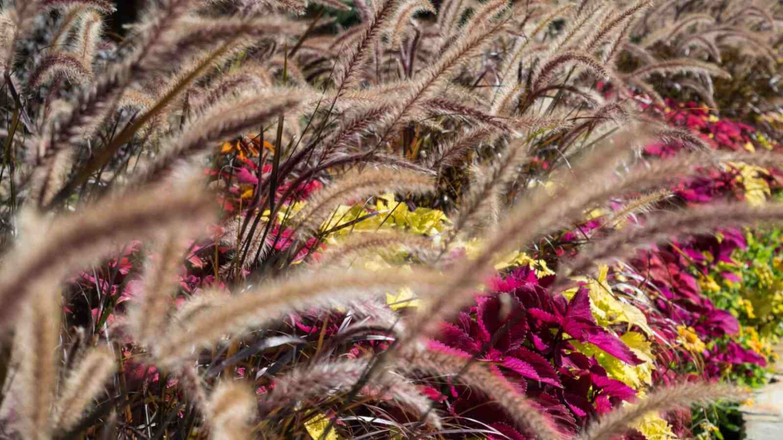 How to Plant, Grow, and Care for Purple Fountain Grass