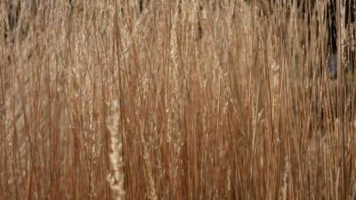 How to Plant, Grow and Care for Reed Grass - Complete Guide